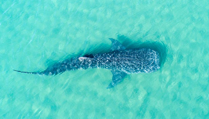 whale shark cruise in qatar